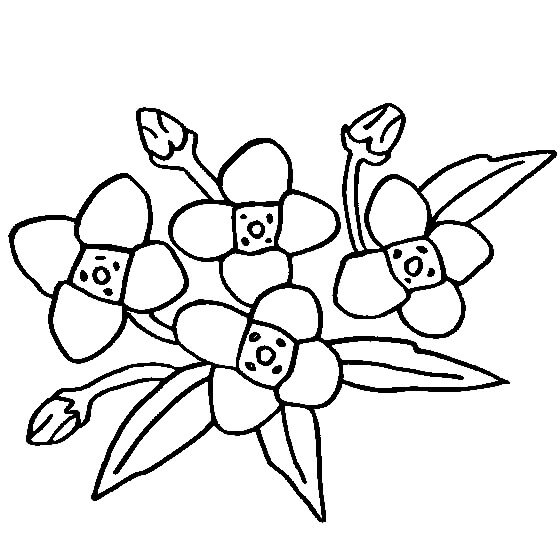 Desenho de Flor de Gardênia para colorir, imprimir e desenhar - Colorir.Me